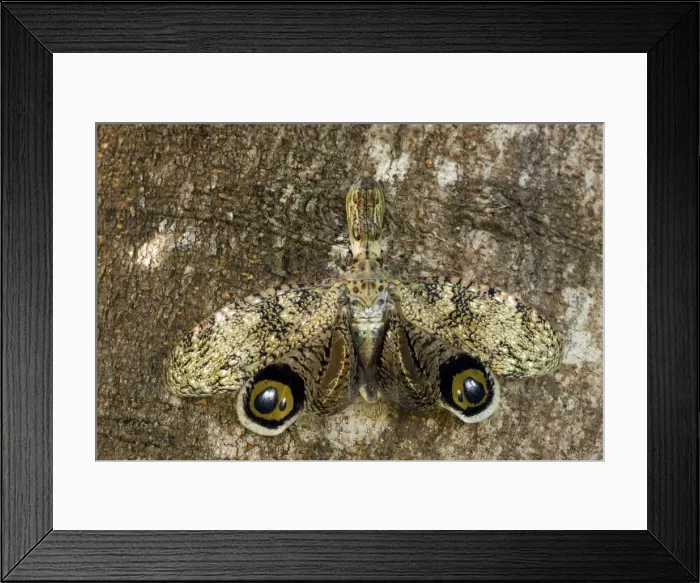 Framed Print : Lantern fly - (Machaca) - Tropical dry forest - Defensive display - Costa Rica Framed Print : Lantern fly - (Machaca) - Tropical dry forest - Defensive display - Costa Rica