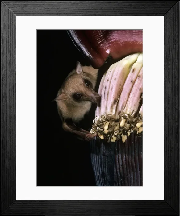 Framed Print : Queensland Blossom Rat - feeding on banana flower Framed Print : Queensland Blossom Rat - feeding on banana flower