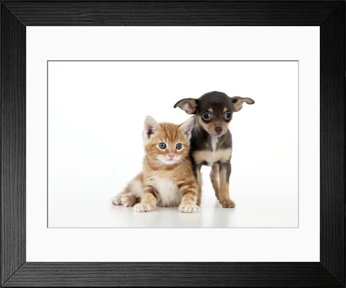 Framed Print : DOG - Chihuahua puppy standing next to kitten Framed Print : DOG - Chihuahua puppy standing next to kitten