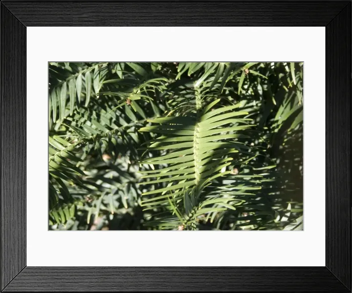 Framed Print : Wollemi Pine - a recently discovered living fossil in cultivation at Australia Brisbane Mt Coot-tha Botanic Gardens (Araucariaceae: Wollemi nobilis) Framed Print : Wollemi Pine - a recently discovered living fossil in cultivation at Australia Brisbane Mt Coot-tha Botanic Gardens (Araucariaceae: Wollemi nobilis)