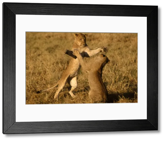 Framed Print : Lions sparring CRH 914 Two young male lions sparring out on floodplains Moremi, Botswana Panthera leo © Chris Harvey / ardea. com Framed Print : Lions sparring CRH 914 Two young male lions sparring out on floodplains Moremi, Botswana Panthera leo © Chris Harvey / ardea. com