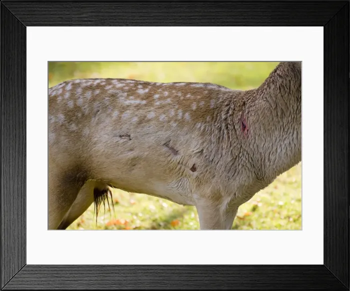 Framed Print : Fallow Deer - male torso showing wounds sustained during rut - UK Framed Print : Fallow Deer - male torso showing wounds sustained during rut - UK