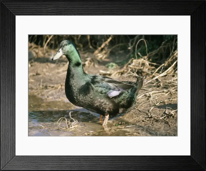 Framed Print : Cayuga Duck Domestic Framed Print : Cayuga Duck Domestic