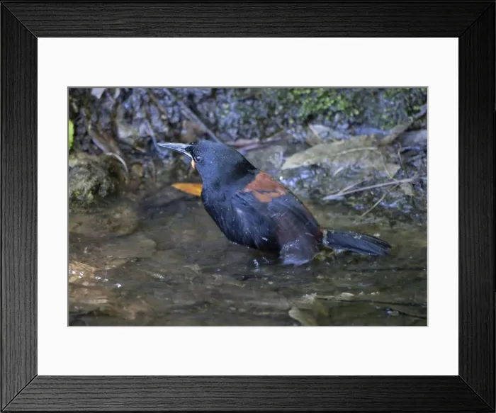 Framed Print : South Island Saddleback / Tieke - bathing in a small pool which is the only water source on the island - survives only on some small off shore islands around Stewart Island and here on Motuara Island in the Marlborough Sounds Framed Print : South Island Saddleback / Tieke - bathing in a small pool which is the only water source on the island - survives only on some small off shore islands around Stewart Island and here on Motuara Island in the Marlborough Sounds