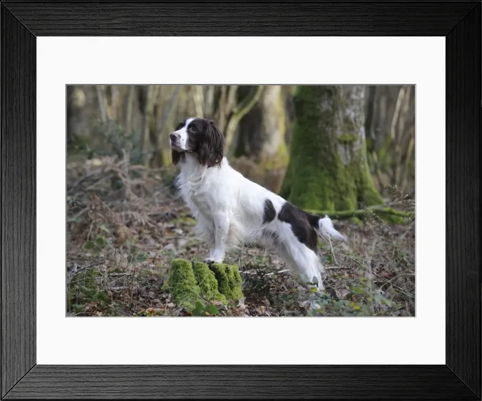 Framed Print : DOG - English springer spaniel standing on tree stump Framed Print : DOG - English springer spaniel standing on tree stump