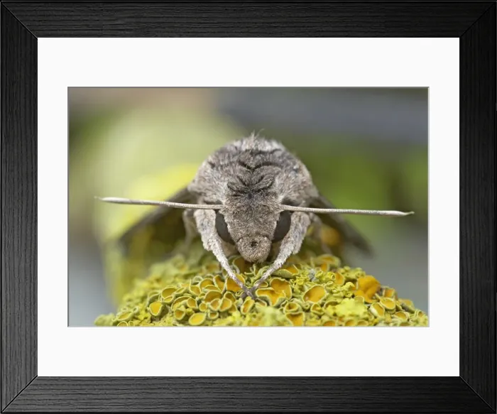 Framed Print : Convolvulus Hawkmoth - Foreign Migrant - Essex, UK IN000583 Framed Print : Convolvulus Hawkmoth - Foreign Migrant - Essex, UK IN000583
