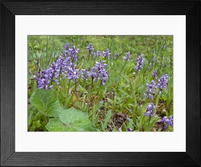 Framed Print : Military Orchid - Rex Graham Reserve - Suffolk - England Framed Print : Military Orchid - Rex Graham Reserve - Suffolk - England