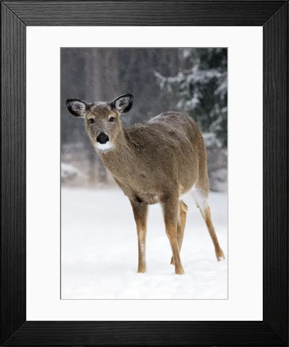 Framed Print : White-tailed deer - doe - New York - USA Framed Print : White-tailed deer - doe - New York - USA