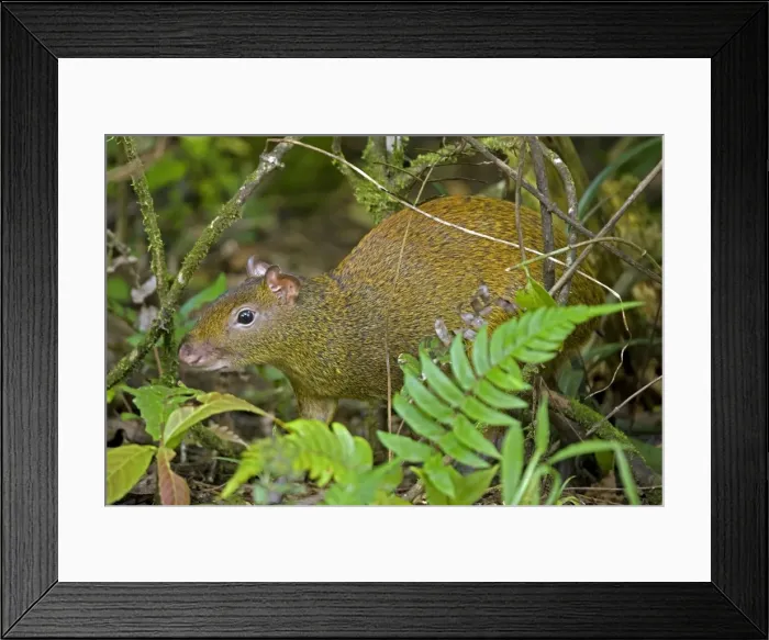 Framed Print : Central American Agouti - Rodent - Tropical Rainforest - Costa Rica Framed Print : Central American Agouti - Rodent - Tropical Rainforest - Costa Rica