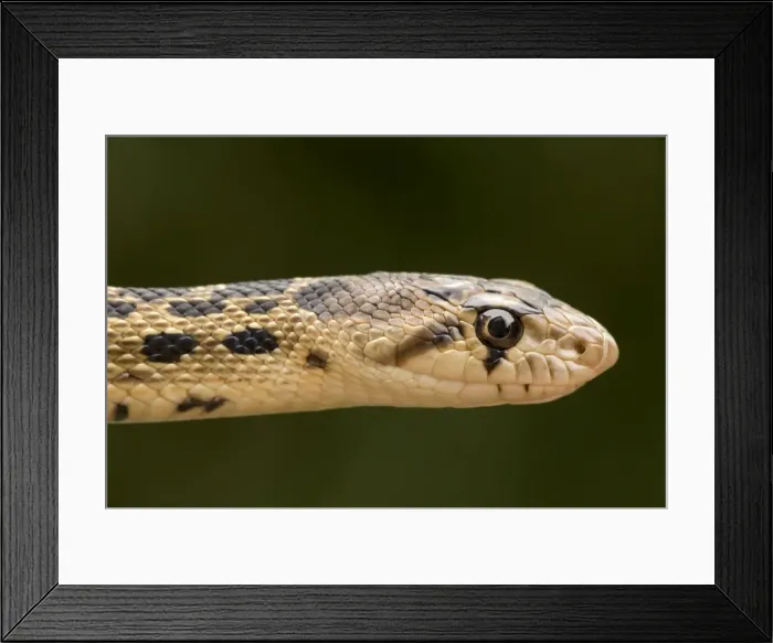Framed Print : Pacific Gopher Snake Head - Oregon - USA Framed Print : Pacific Gopher Snake Head - Oregon - USA