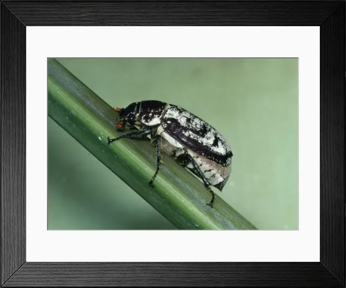 Framed Print : Cane Beetle - Sugar Cane pest ('Ptilotus (Waterhouse) Framed Print : Cane Beetle - Sugar Cane pest ('Ptilotus (Waterhouse)