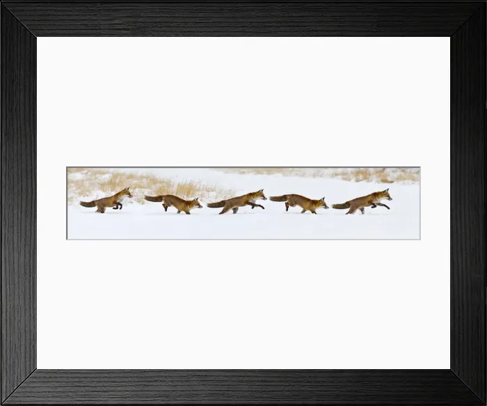 Framed Print : Red Fox - running in snow - multi image composite - controlled conditions 15506