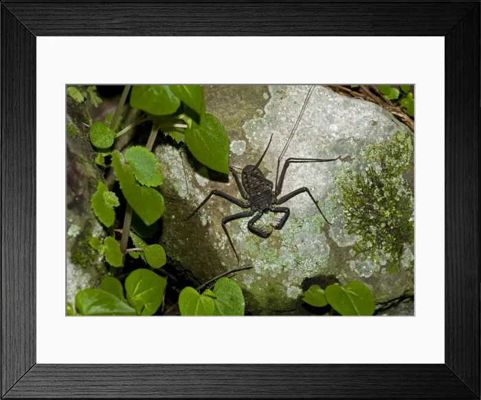 Framed Print : Tail-less whip scorpiona - Amblypygid - tropical dry forest - Santa Rosa national park - Costa Ric Framed Print : Tail-less whip scorpiona - Amblypygid - tropical dry forest - Santa Rosa national park - Costa Ric