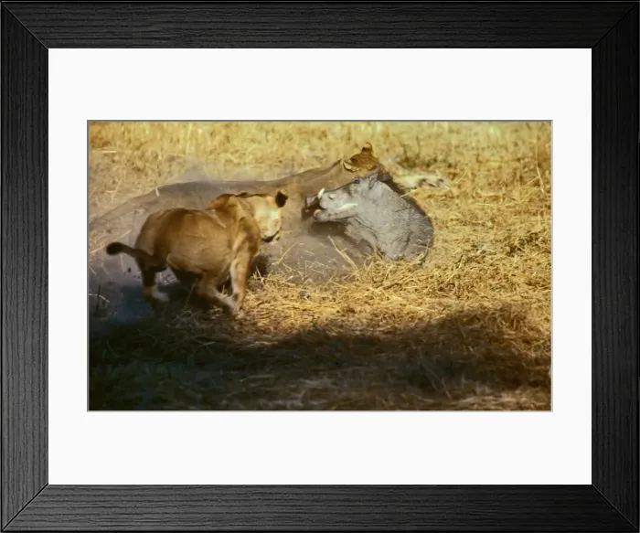 Framed Print : Lions attacking Warthog CRH 982 Moremi, Botswana Panthera leo & Phacochoerus aethiopicus © Chris Harvey / ardea. com Framed Print : Lions attacking Warthog CRH 982 Moremi, Botswana Panthera leo & Phacochoerus aethiopicus © Chris Harvey / ardea. com