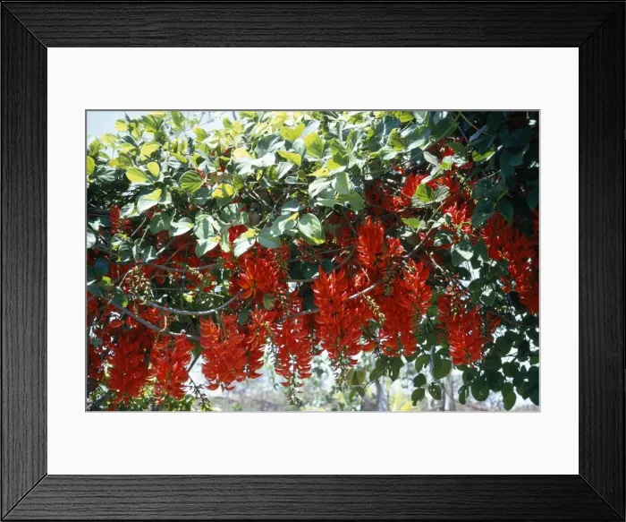 Framed Print : Flame of the Forest - Port Moresby - Papua New Guinea Framed Print : Flame of the Forest - Port Moresby - Papua New Guinea