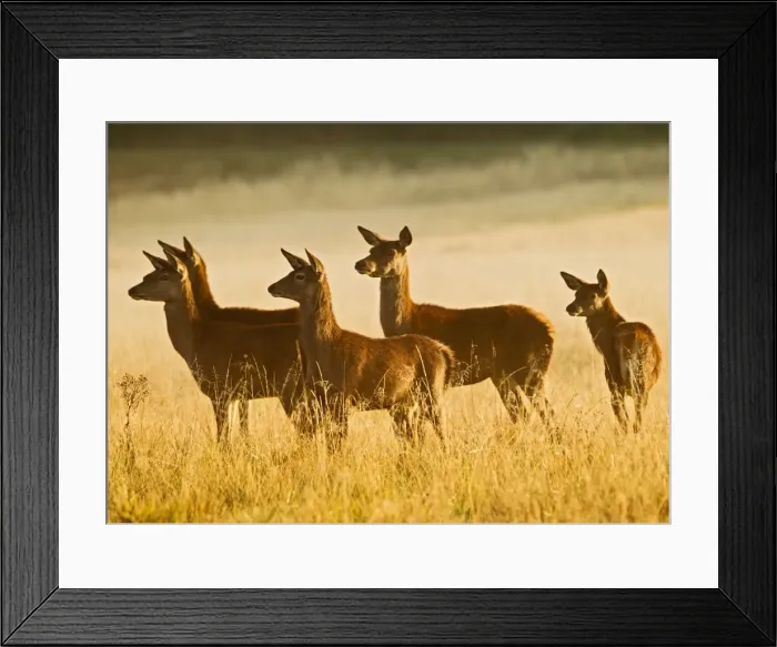 Framed Print : Red Deer - hinds at sunrise - Richmond Park UK 15001 Framed Print : Red Deer - hinds at sunrise - Richmond Park UK 15001