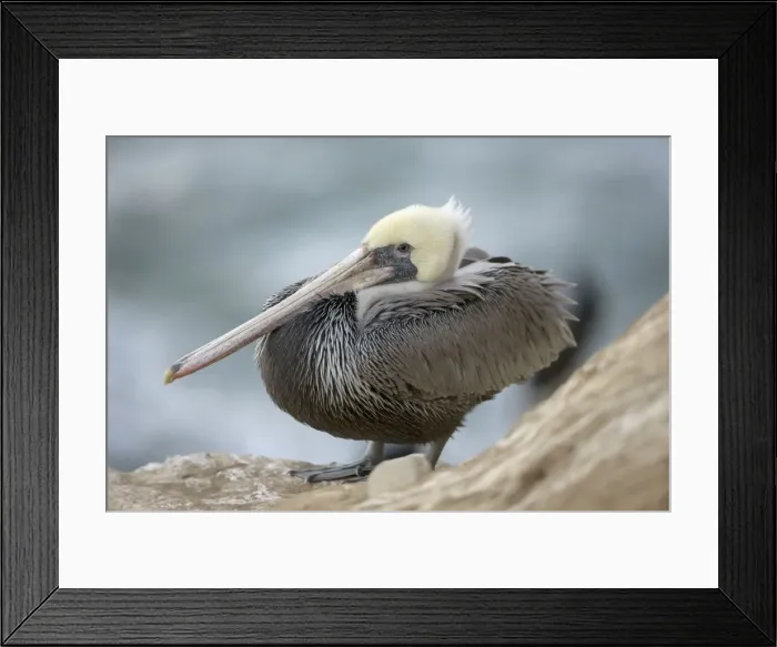 Framed Print : Brown Pelican - California - USA - Distribution: coasts of southern North America Framed Print : Brown Pelican - California - USA - Distribution: coasts of southern North America
