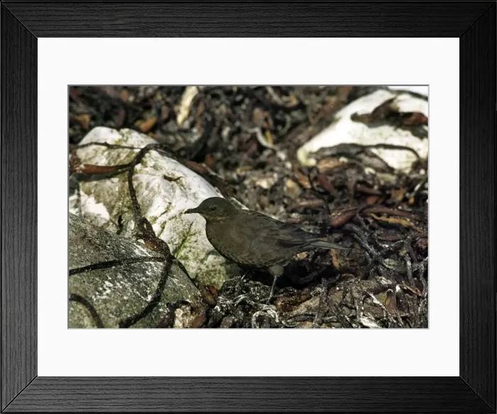 Framed Print : Blackish Cinclodes - Kidney Island Falklands Framed Print : Blackish Cinclodes - Kidney Island Falklands