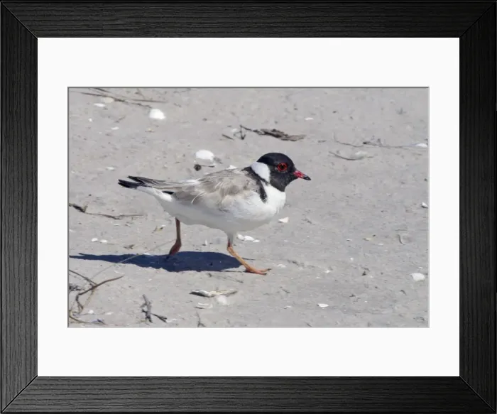 Framed Print : Hooded Plover - Orford, Tasmania, Australia Framed Print : Hooded Plover - Orford, Tasmania, Australia
