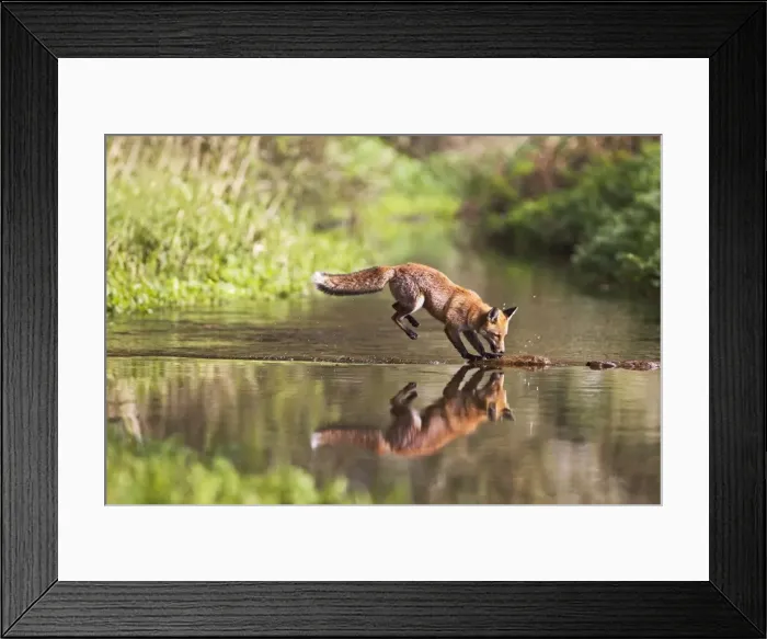 Framed Print : Red Fox - jumping steppng stones on stream - contrilled conditions - sequence 4 of 4 14680 Framed Print : Red Fox - jumping steppng stones on stream - contrilled conditions - sequence 4 of 4 14680
