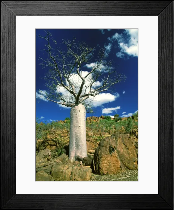 Framed Print : Boab Tree - symbol of the Kimberley - Kimberley - Western Australia JLR07896 Framed Print : Boab Tree - symbol of the Kimberley - Kimberley - Western Australia JLR07896