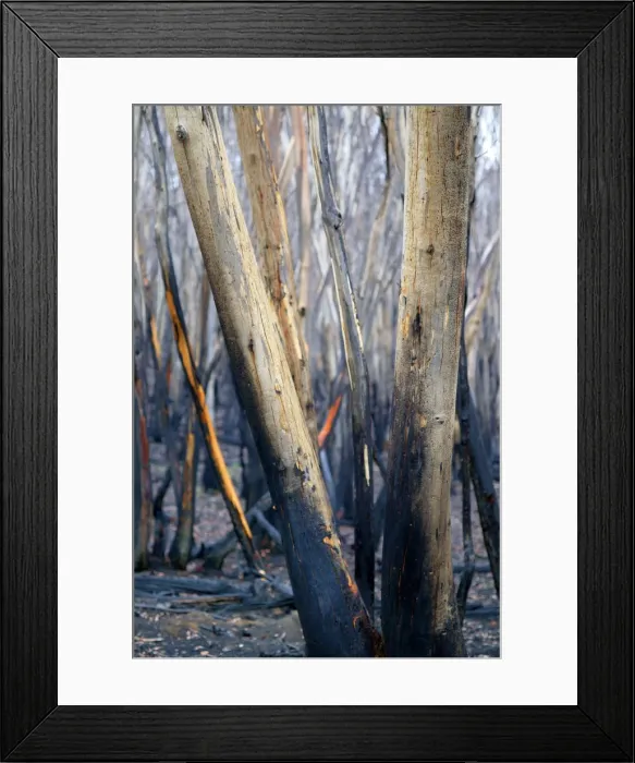Framed Print : Burnt Eucalyptus Tree JLR 2 Dargo high plains - Alpine National Park, North East Victoria Australia © Jean-Marc La-Roque / ardea. com Framed Print : Burnt Eucalyptus Tree JLR 2 Dargo high plains - Alpine National Park, North East Victoria Australia © Jean-Marc La-Roque / ardea. com