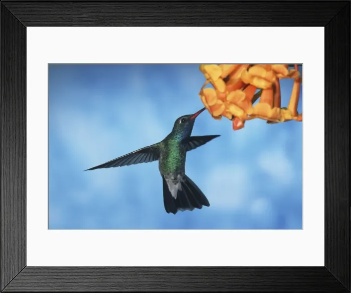 Framed Print : Broad-Billed Hummingbird FG 12411 Male in flight feeding from flower - South Arizona, USA Cynanthus latirostris © Francois Gohier / ardea. com Framed Print : Broad-Billed Hummingbird FG 12411 Male in flight feeding from flower - South Arizona, USA Cynanthus latirostris © Francois Gohier / ardea. com