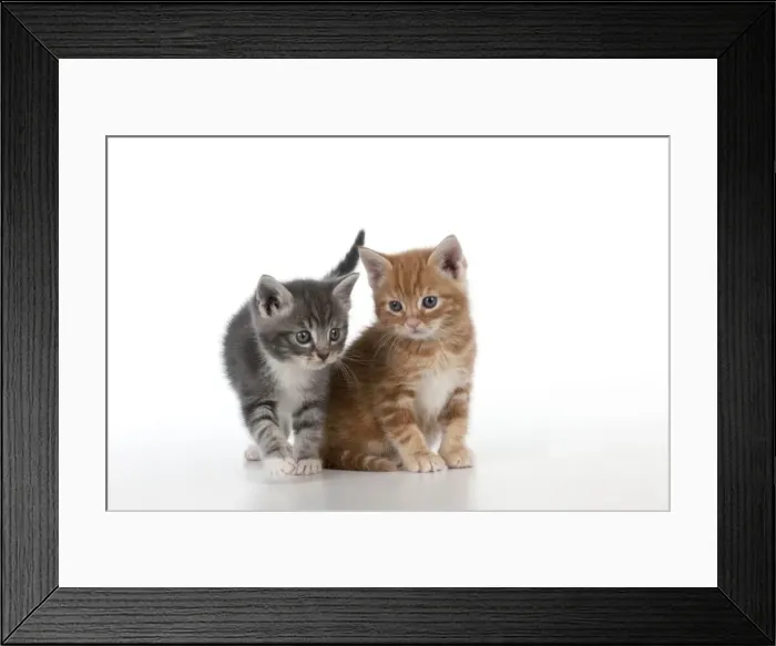 Framed Print : Cat - Ginger and Grey Tabby kittens Framed Print : Cat - Ginger and Grey Tabby kittens