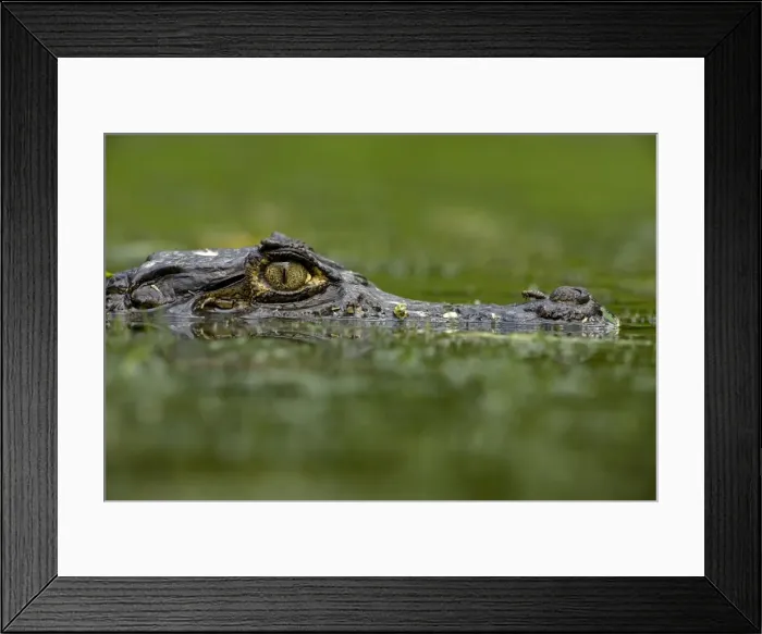 Framed Print : Spectacled Caiman - Tropical Rainforest - Costa Rica