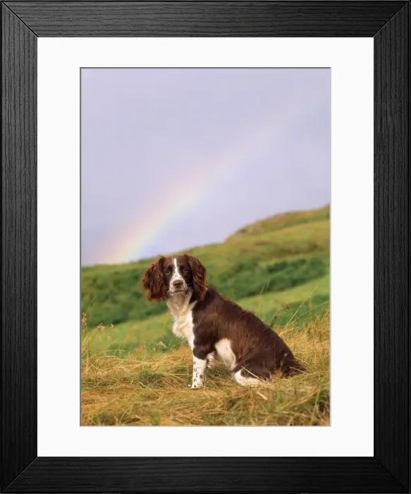 Framed Print : Springer Spaniel Dog - & rainbow Framed Print : Springer Spaniel Dog - & rainbow