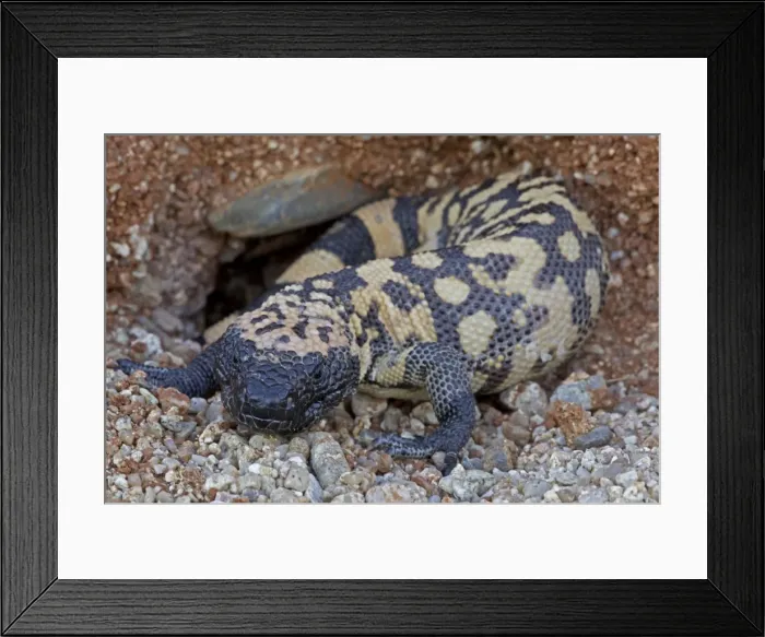 Framed Print : Gila Monster - Sonoran desert - Arizona - USA Framed Print : Gila Monster - Sonoran desert - Arizona - USA