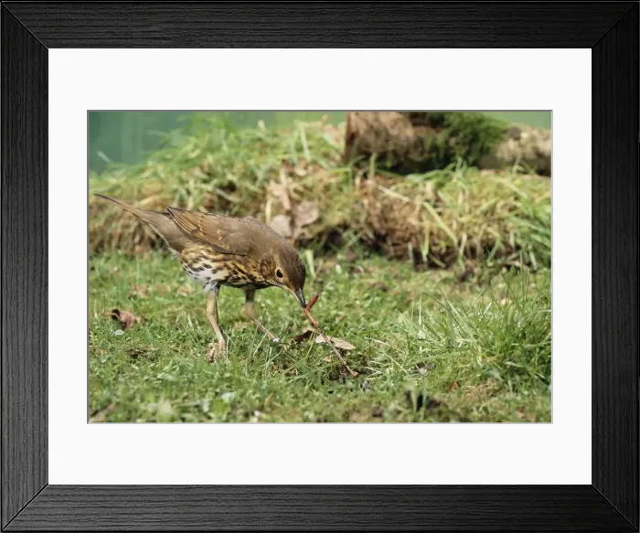 Framed Print : Song Thrush JD 16558 Pulling up worm Turdus philomelos © John Daniels / ardea. com Framed Print : Song Thrush JD 16558 Pulling up worm Turdus philomelos © John Daniels / ardea. com