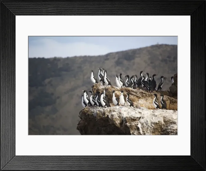 Framed Print : New Zealand King Shag / Rough-faced Shag On Duffers Reef Pelorous Sound, South Island, New Zealand. Endemic to the South Island of New Zealand and less than 500 birds known to exist Framed Print : New Zealand King Shag / Rough-faced Shag On Duffers Reef Pelorous Sound, South Island, New Zealand. Endemic to the South Island of New Zealand and less than 500 birds known to exist