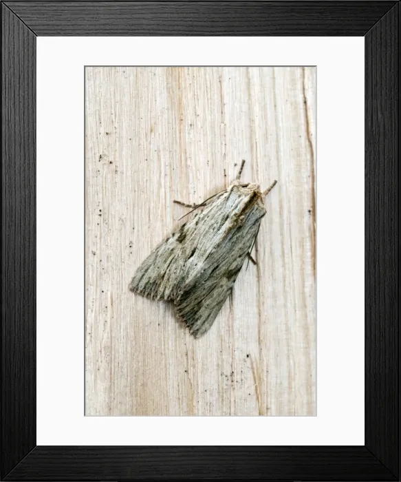 Framed Print : Light arches Moth - on fence - Lincolnshire - UK Framed Print : Light arches Moth - on fence - Lincolnshire - UK