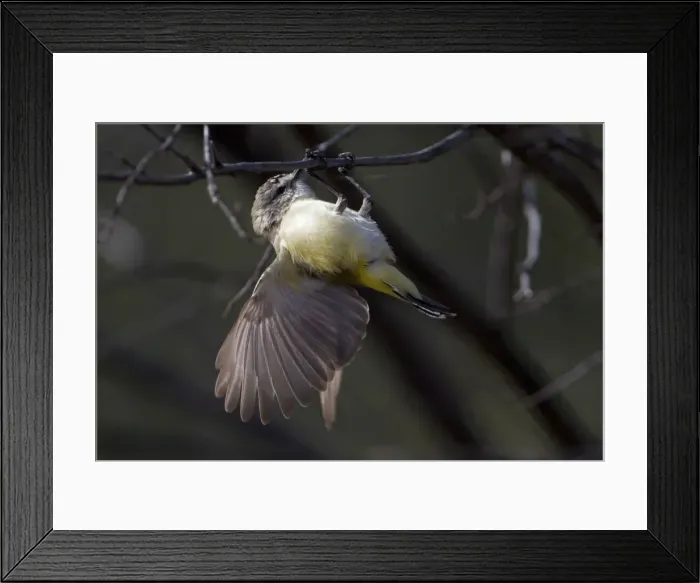 Framed Print : Yellow-rumped Thornbill - near Ti Tree Community - Northern Territory - Australia Framed Print : Yellow-rumped Thornbill - near Ti Tree Community - Northern Territory - Australia
