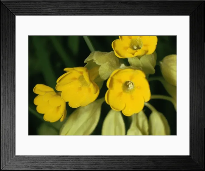 Framed Print : Cowslip. JLM-1545. Cowslip - flowers. Primula veris. John Mason. Framed Print : Cowslip. JLM-1545. Cowslip - flowers. Primula veris. John Mason.