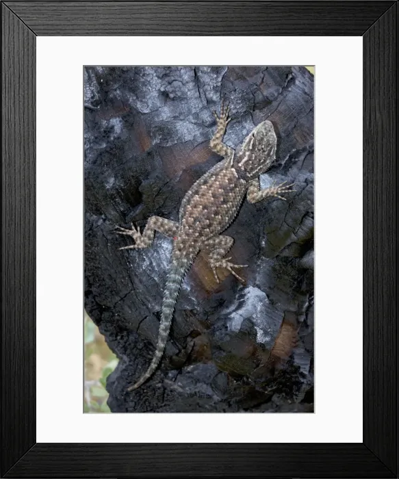 Framed Print : Jarrow's Spiny Lizard - on log burned by forest fire - recolonizing - Arizona - USA - Distribution: Baboquivari - Santa Rita - Dragoon - Huachuca - Chiricahua and Pinaleno (Graham) mountains of southern Arizona Framed Print : Jarrow's Spiny Lizard - on log burned by forest fire - recolonizing - Arizona - USA - Distribution: Baboquivari - Santa Rita - Dragoon - Huachuca - Chiricahua and Pinaleno (Graham) mountains of southern Arizona