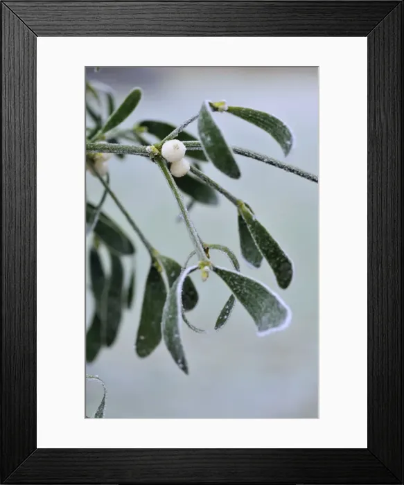 Framed Print : Mistletoe, with frost Framed Print : Mistletoe, with frost