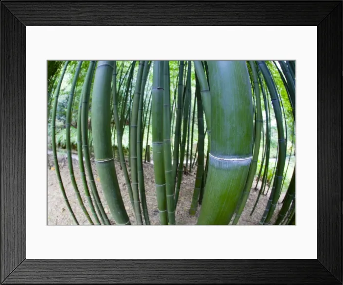 Framed Print : Bamboo stems - Trebah Garden - Cornwall