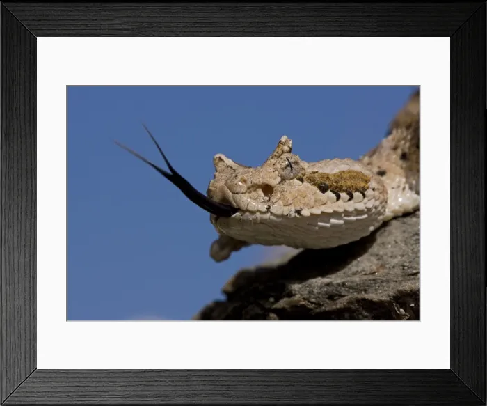 Framed Print : Sonoran Desert Sidewinder / Horned Rattlesnake - with tongue out - Arizona - USA - Distribution: southwestern United States and northwestern Mexico Framed Print : Sonoran Desert Sidewinder / Horned Rattlesnake - with tongue out - Arizona - USA - Distribution: southwestern United States and northwestern Mexico