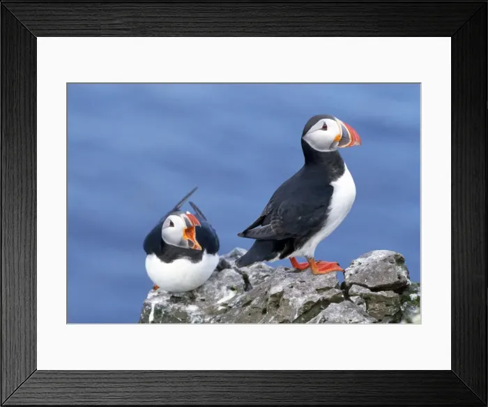Framed Print : Puffins. JD-11960. PUFFINS X2 ON ROCKS. Fratercula arctica. John Daniels. Framed Print : Puffins. JD-11960. PUFFINS X2 ON ROCKS. Fratercula arctica. John Daniels.