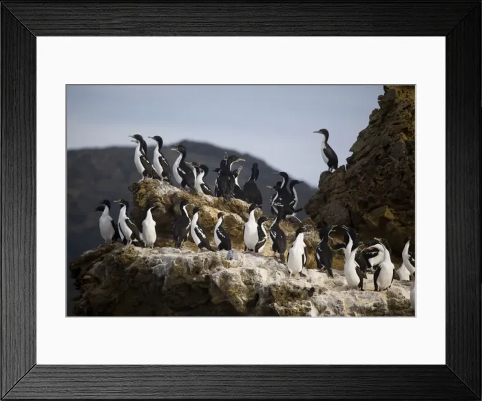 Framed Print : New Zealand King Shag / Rough-faced Shag - on Duffers Reef, Pelorous Sound one of the Marlborough Sounds, South Island, New Zealand. Endemic to the South Island and there are believed to be less than 500 birds in existence Framed Print : New Zealand King Shag / Rough-faced Shag - on Duffers Reef, Pelorous Sound one of the Marlborough Sounds, South Island, New Zealand. Endemic to the South Island and there are believed to be less than 500 birds in existence