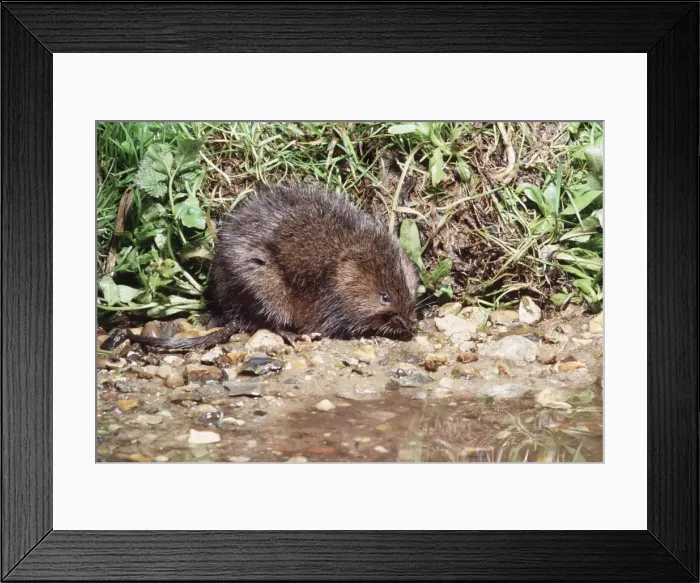 Framed Print : Water Vole AP 0599 Arvicola terrestris © Dennis Avon / ardea. com Framed Print : Water Vole AP 0599 Arvicola terrestris © Dennis Avon / ardea. com