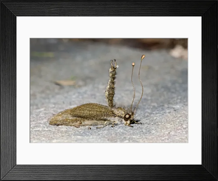 Framed Print : Owl Fly / Long-horned Antlion - resting during day showing characteristic long clubbed antennae - Hawk flying insect prey at dusk - Grahamstown - Eastern Cape - South Africa Framed Print : Owl Fly / Long-horned Antlion - resting during day showing characteristic long clubbed antennae - Hawk flying insect prey at dusk - Grahamstown - Eastern Cape - South Africa