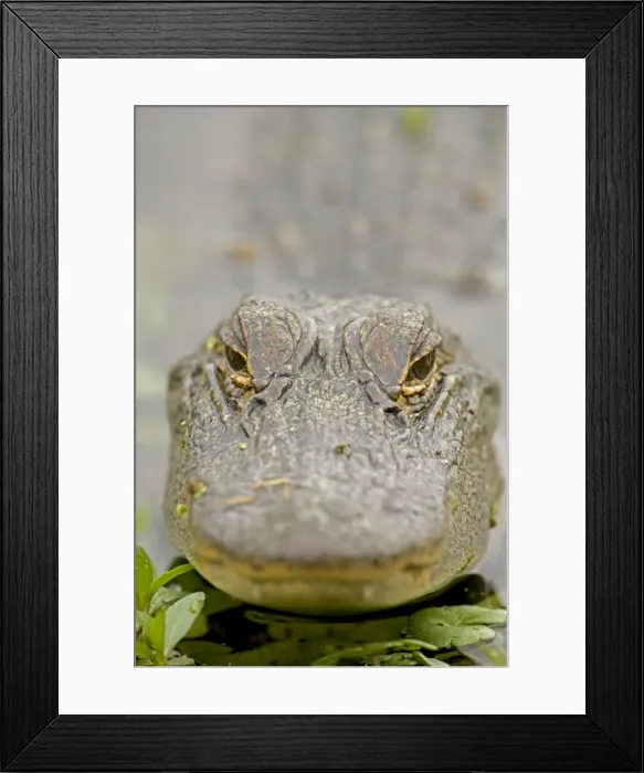 Framed Print : American Alligator - head appearing above water - Louisiana - USA Framed Print : American Alligator - head appearing above water - Louisiana - USA