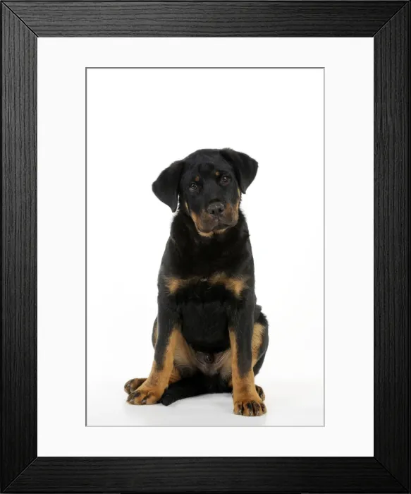 Framed Print : DOG - Bullmastiff x rottweiler Framed Print : DOG - Bullmastiff x rottweiler