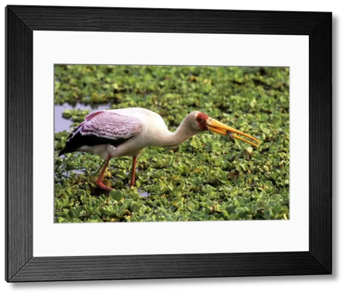 Framed Print : Yellow-billed Stork - fishing - Kruger National Park - South Africa Framed Print : Yellow-billed Stork - fishing - Kruger National Park - South Africa