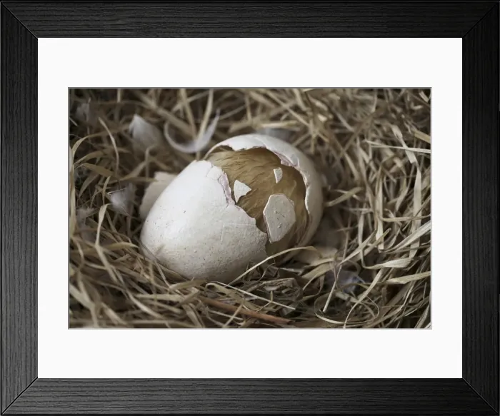 Framed Print : Dodo - hatchling cracks eggshell in half Framed Print : Dodo - hatchling cracks eggshell in half