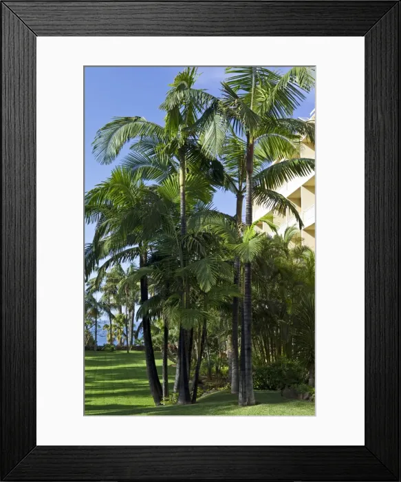 Framed Print : King Palm Trees - botanical gardens surrounding hotel - Tenerife - February Framed Print : King Palm Trees - botanical gardens surrounding hotel - Tenerife - February