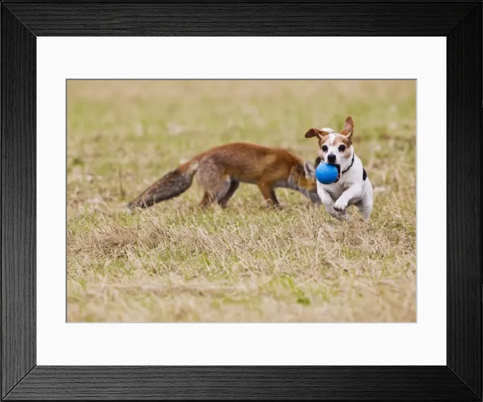 Framed Print : Red Fox - cub playing ball with Jack Russell - controlled conditions 14280 Framed Print : Red Fox - cub playing ball with Jack Russell - controlled conditions 14280